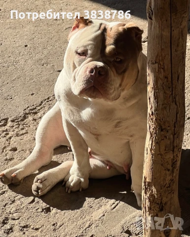 Американско були покет , снимка 6 - Други - 50833253