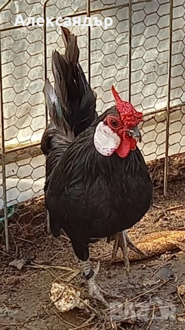 Кокошка розком
