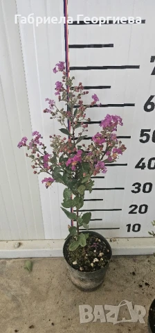 Индийски люляк , снимка 3 - Разсади - 51138613