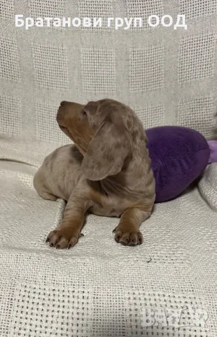 Мини Дакел, снимка 4 - Дакели - 49930212