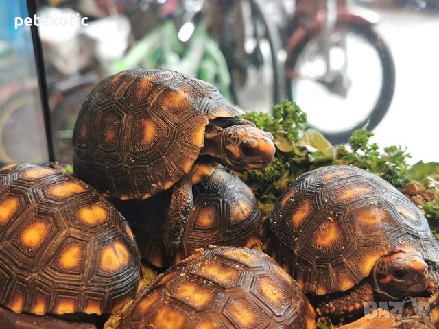 Червенокрака Костенурка Карбонария Голяма - Red-footed tortoise, Chelonoidis carbonarius, снимка 4 - Костенурки - 46455386
