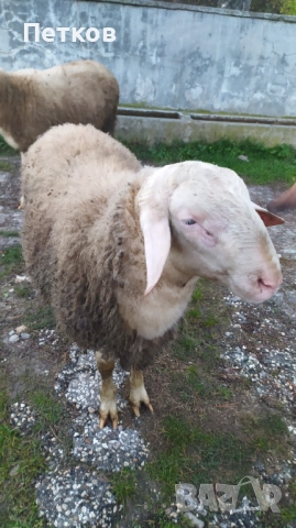 Свободен Асаф , близо до Попово област Търговище , снимка 4 - Овце - 52358644