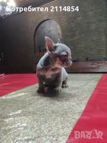Френски булдог , снимка 4 - Френски булдог - 52080670