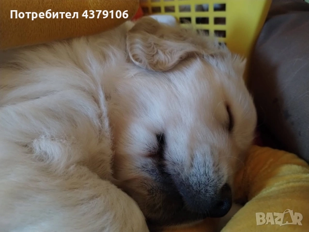 Голдън ретривър момче родословен баща, снимка 8 - Голдън ретривър - 53036033