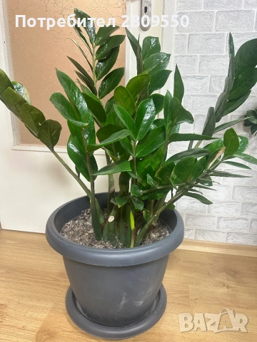 замиокулкас растения Цветя, снимка 4 - Стайни растения - 53117619