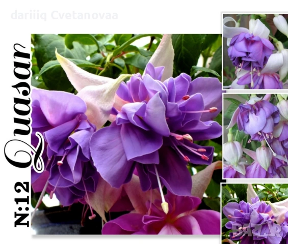 Фуксия за Градинска3.85€ и Каскадна 2.90€, снимка 7 - Градински цветя и растения - 54205891