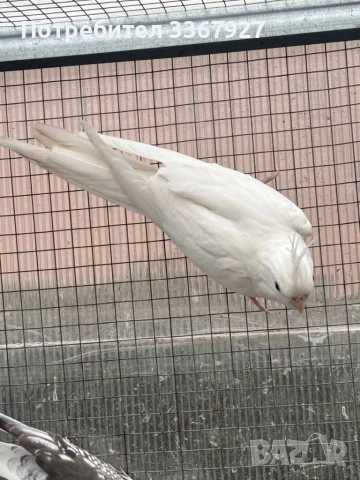 женска корела албинос, снимка 3 - Папагали - 52868198