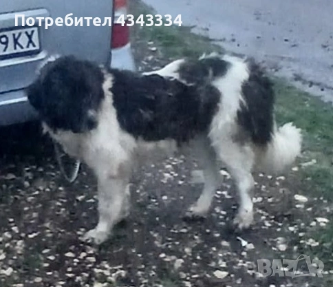 Женско българско овчарско куче, снимка 3 - Каракачанска овчарка - 54018124