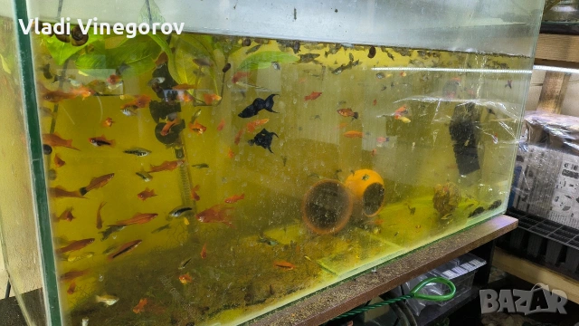 Всичките рибки за 55 евро. Само за гр. Видин!!!, снимка 2 - Рибки - 53281171
