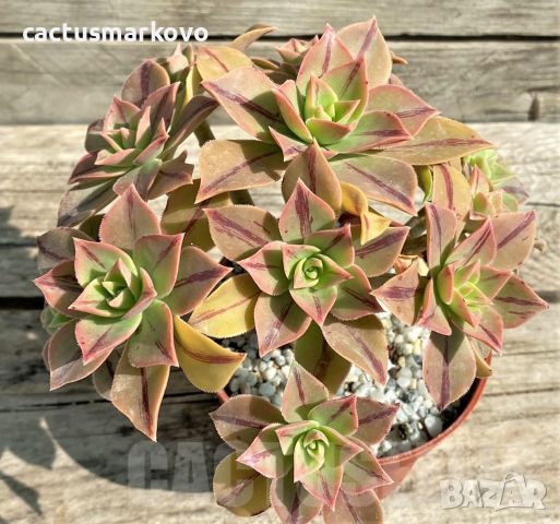 Aeonium Leucoblepharum, снимка 3 - Стайни растения - 46740915