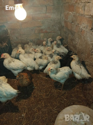 Продавам пилета на 2 месеца Супер Харко и Доминат снасят цветни яйца, снимка 8 - Кокошки и пуйки - 53517522