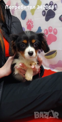 Кавалер кинг чарлз шпаньол 