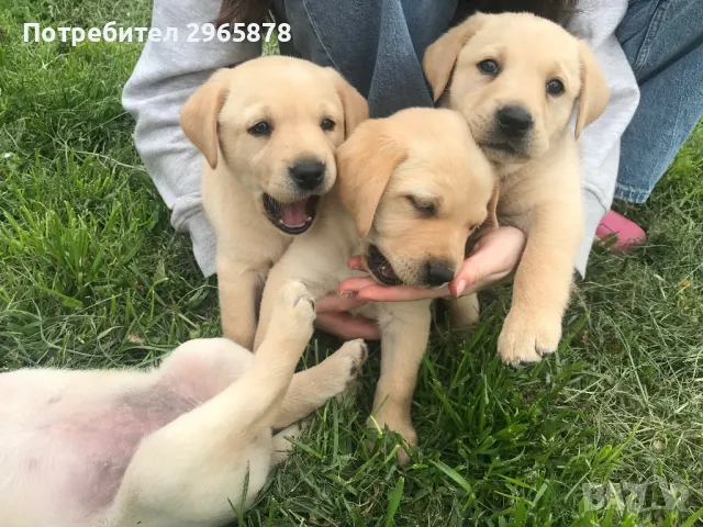 Чистокръвни лабрадори , снимка 10 - Лабрадор ретривър - 49943595