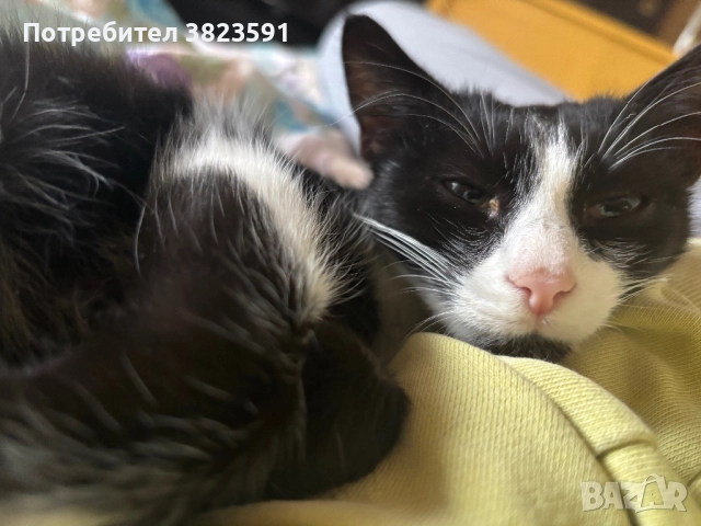 Подарявам мъжkо котенце на 4 месеца - Батман, снимка 3 - Други - 51780705