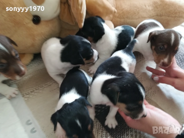 ДЖАК РЪСЕЛ-250ЛВ ЗА КУТРЕ 2409251049, снимка 11 - Джак ръсел териер - 51817566