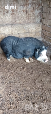 Продавам Виетнамски Нерез 100кг