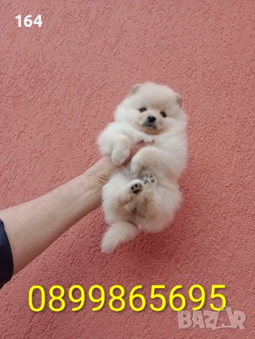 Женски Померани. Снимки от 18.02.26 г. 