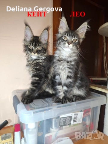 Котета Мейн кун, снимка 4 - Мейн кун - 53102328