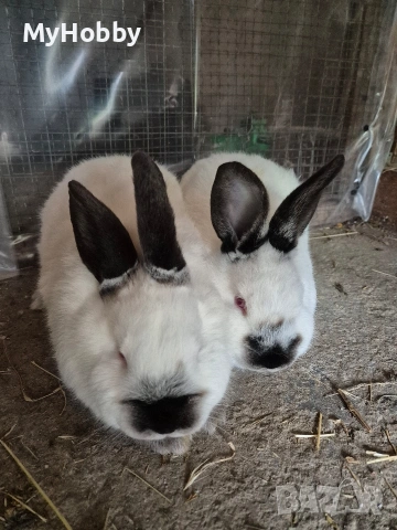 калифорнийски зайчета