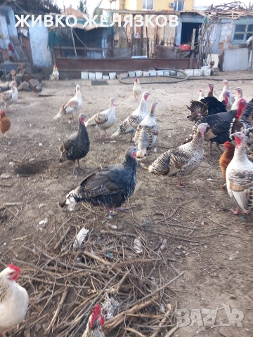 ПРОДАВАМ ОПЛОДЕНИ КОКОШИ ЯЙЦА , ЗА РАЗПЛОД, снимка 16 - Кокошки и пуйки - 53923856