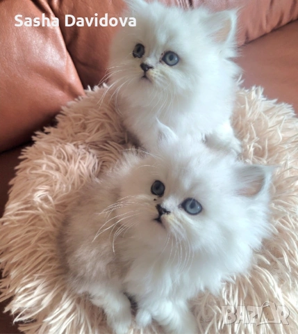 Британски дългокосмести котенца, снимка 3 - Други - 54040960