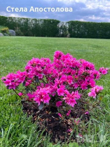 🌿 Високоефективен Биотор от Калифорнийски Червей – Доказано решение за почва и добиви 🌿