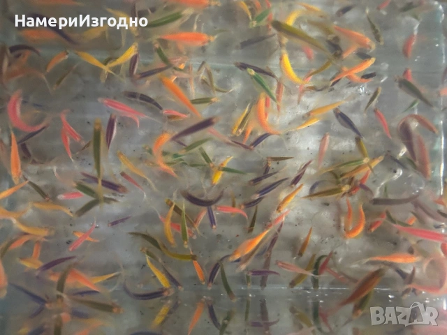 Данио, снимка 2 - Рибки - 53400004