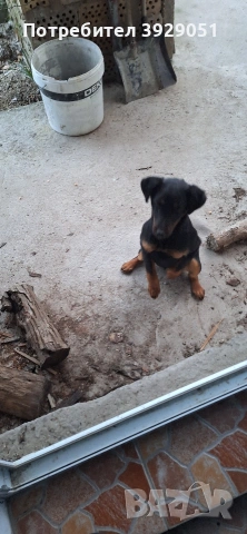 Продавам ягдтериер, снимка 9 - Ягдтериер - 53889726