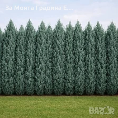 Аризонски кипарис , снимка 2 - Градински цветя и растения - 53635644