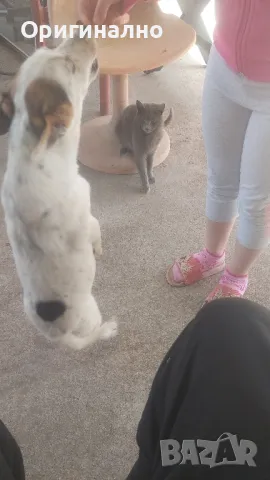 Джак ръсел 05.12.2024г 