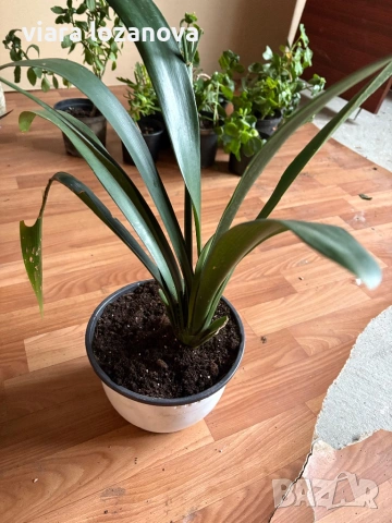 Различни цветя, снимка 18 - Стайни растения - 53278464