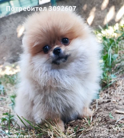 Померанче момиче, снимка 1