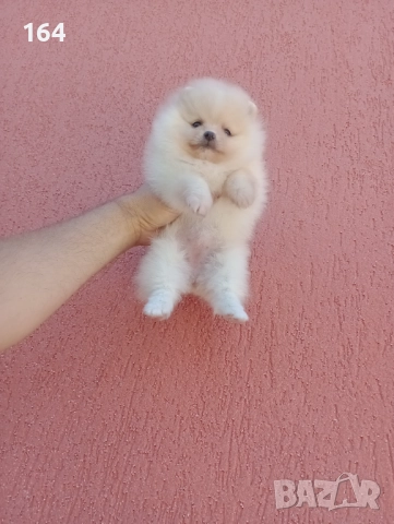 Померани. Момиченца. Реални снимки от 07.12.2025 г., снимка 10 - Померан - 52682065