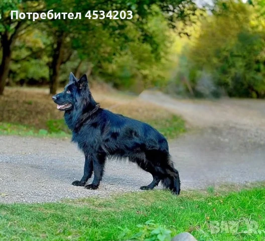 немска овчарка / НОК, снимка 5 - Немска овчарка - 51033011