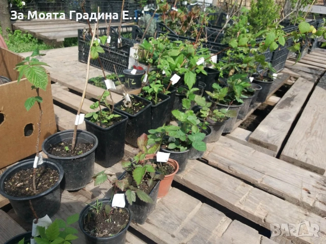 Къпина - Каскадна Ремонтантна /Блек каскаде, снимка 2 - Разсади - 54021048