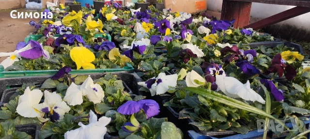 Продавам теменужки, снимка 5 - Градински цветя и растения - 53522788