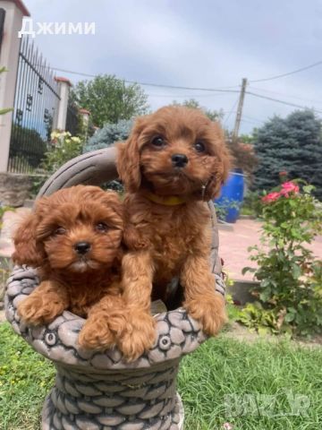 КАВАПУ Cavapoo, снимка 3 - Пудели - 45479353