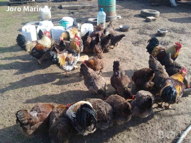 Оплодени яйца от Катунски кокошки, снимка 4 - Кокошки и пуйки - 53743218