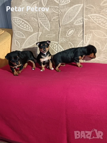 Пинчер мини , снимка 10 - Пинчер - 53690500