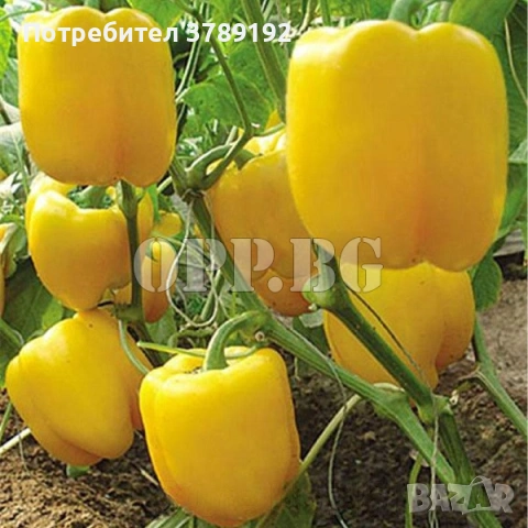 Разнос на Търговия, снимка 2 - Други услуги - 54059721