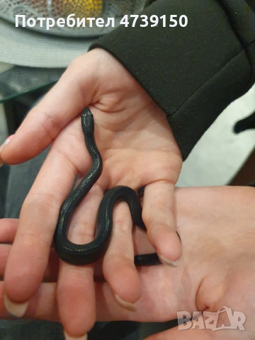 Африкански черен смок, снимка 5 - Змии - 53489480