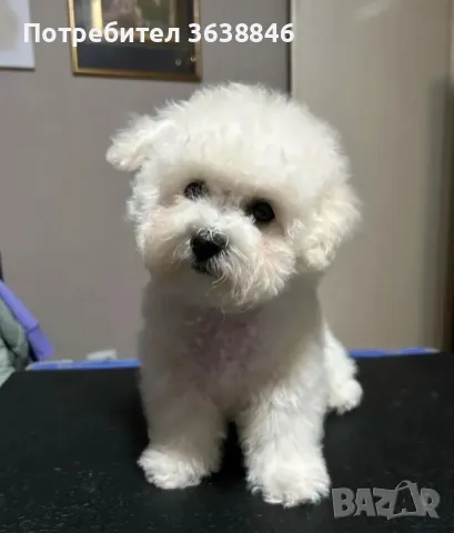 Бишон фризе