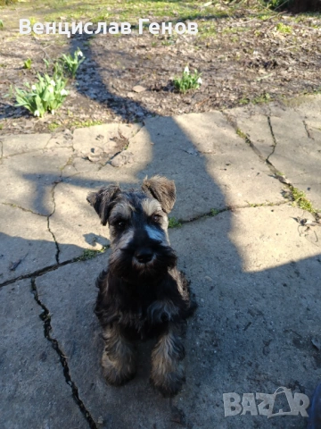 Цверг шнауцер, цвергшнауцер мини шнауцер, снимка 6 - Други - 53054533