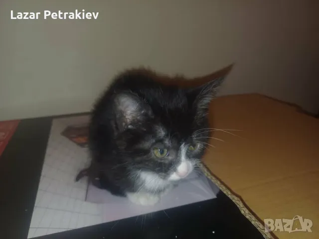 Коте / котета на 2 месеца, снимка 1