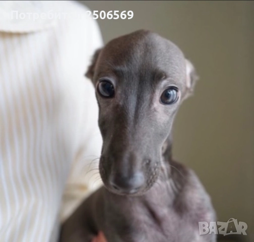 Продавам кученца италианска хрътка, снимка 4 - Хрътка - 52861468