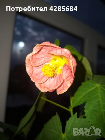 розов абутилон , снимка 3 - Стайни растения - 50475036