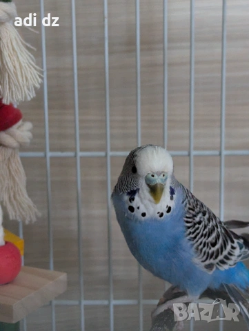 Двойка женски вълнисти папагали, снимка 2 - Папагали - 54117213