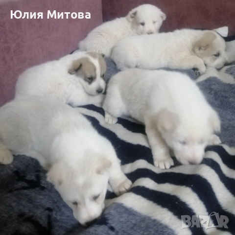 Кученца САО (Алабай) , снимка 5 - Алабай - 53458601