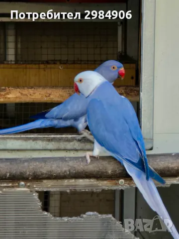 малък александър , ПРОМОЦИЯ, снимка 9 - Папагали - 41350586