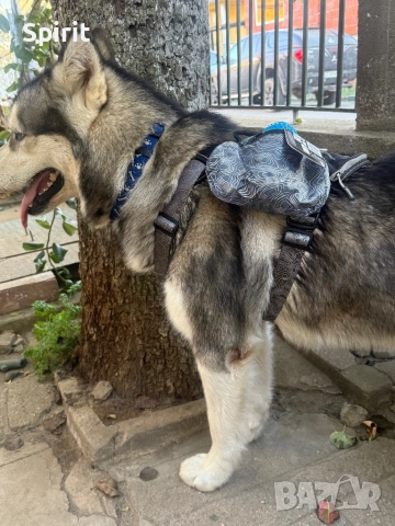Navaris camping нагръдник за големи породи кучета , снимка 5 - За кучета - 47808590